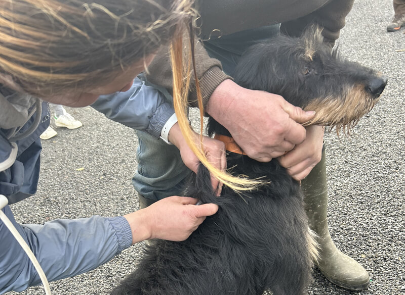 Maladie d’Aujeszky chez le chien : risques, prévention et vaccination